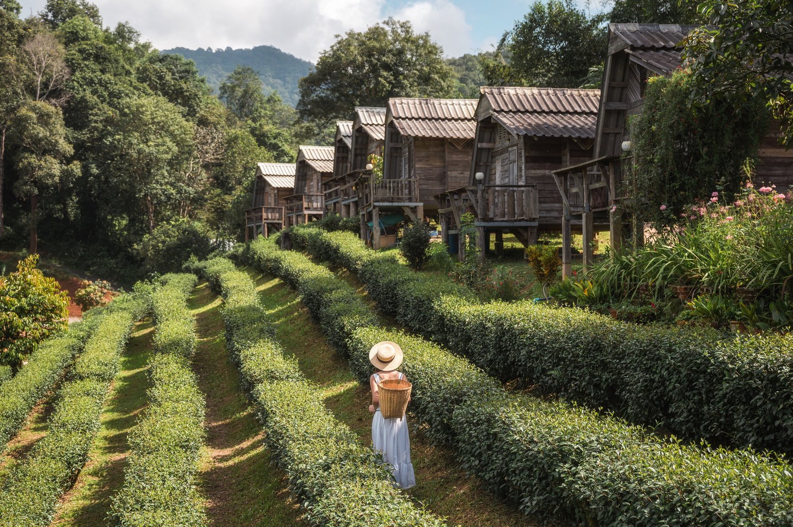 Asian woman carrying basket enjoying in groove of tea plantation