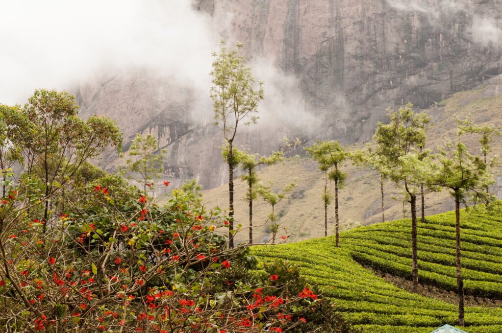 Landscape at Munnar, Kerala, India.