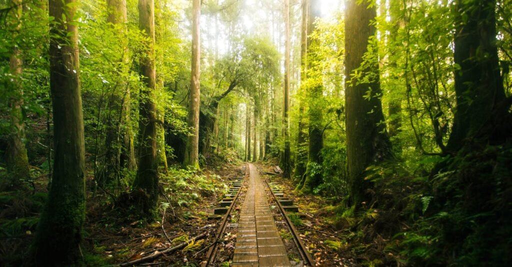 Misty forest trail in Yakushima, Japan surrounded by vibrant greenery and sunbeams.