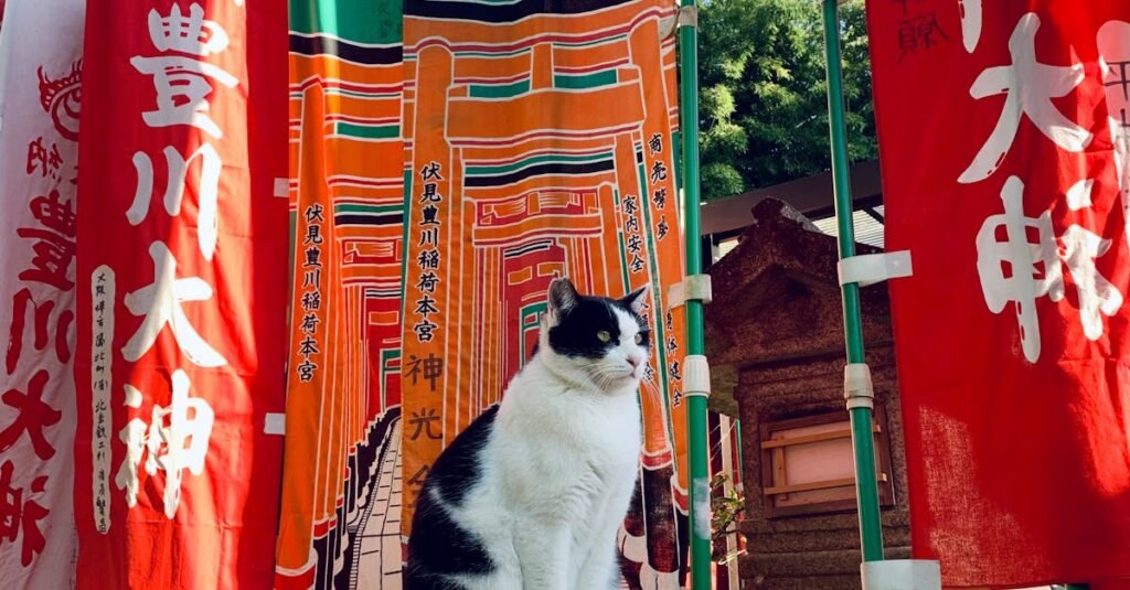 Cat sitting at Fushimi Inari Shrine in Kyoto, surrounded by vibrant banners against a clear sky.