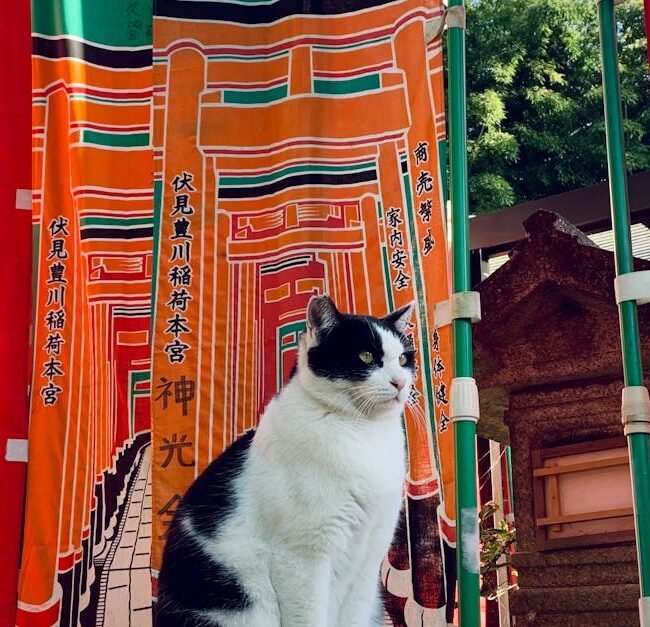 Cat sitting at Fushimi Inari Shrine in Kyoto, surrounded by vibrant banners against a clear sky.