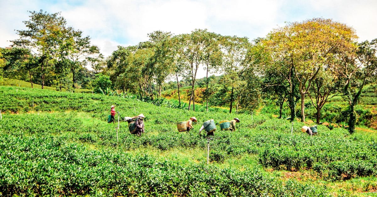 Workers harvest tea in vibrant green fields in scenic Lâm Đồng, Vietnam.