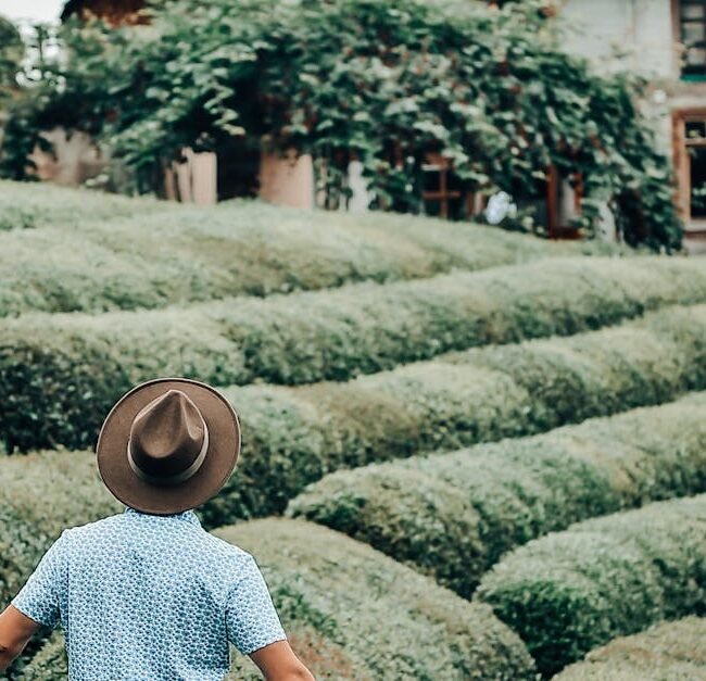 A man in a hat walking through a lush green tea plantation near an old building.