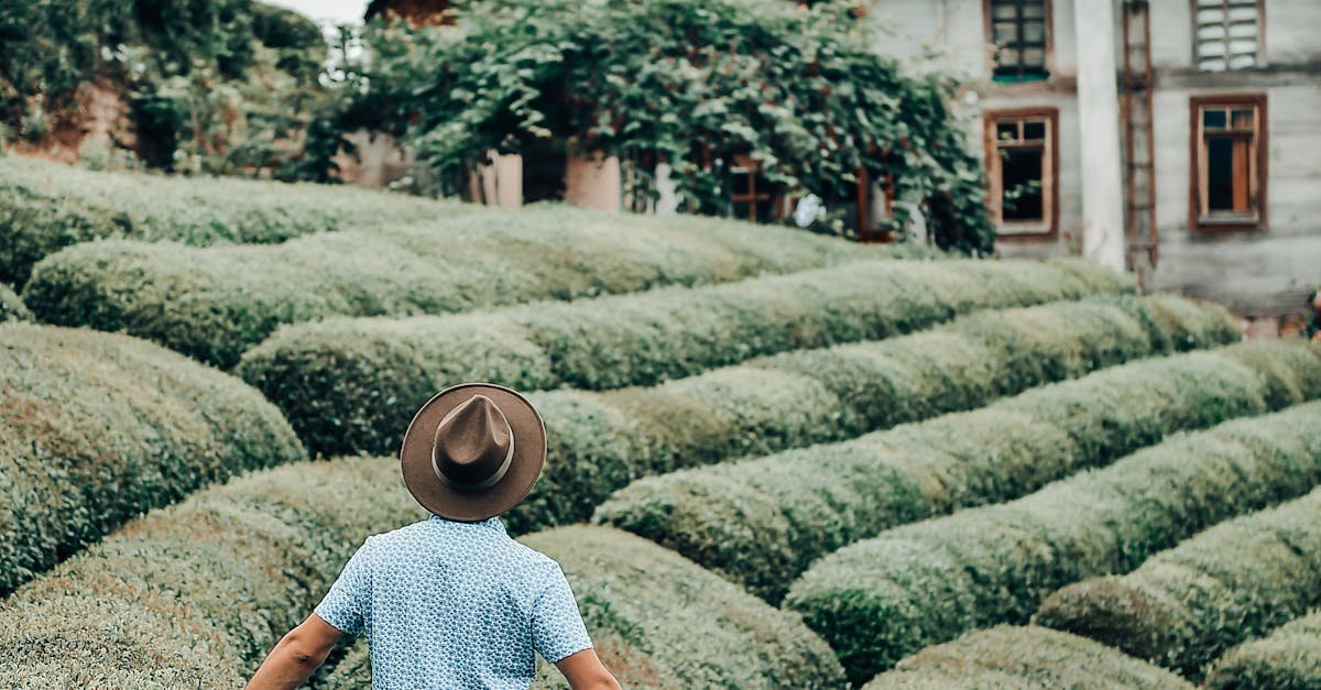 A man in a hat walking through a lush green tea plantation near an old building.