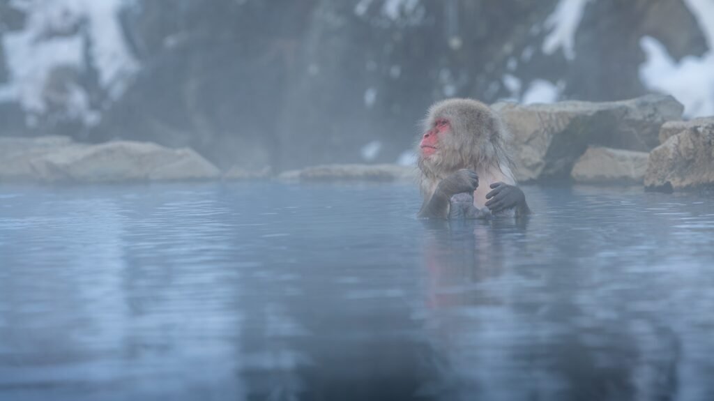 Wild monkey that enters hot spring. Snow monkey bathe and relaxing in onsen